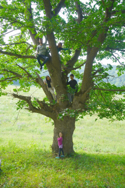 Several of the Hong Kong and Mainland Chinese students have their first opportunity to climb a tree during the trip to Armenia.